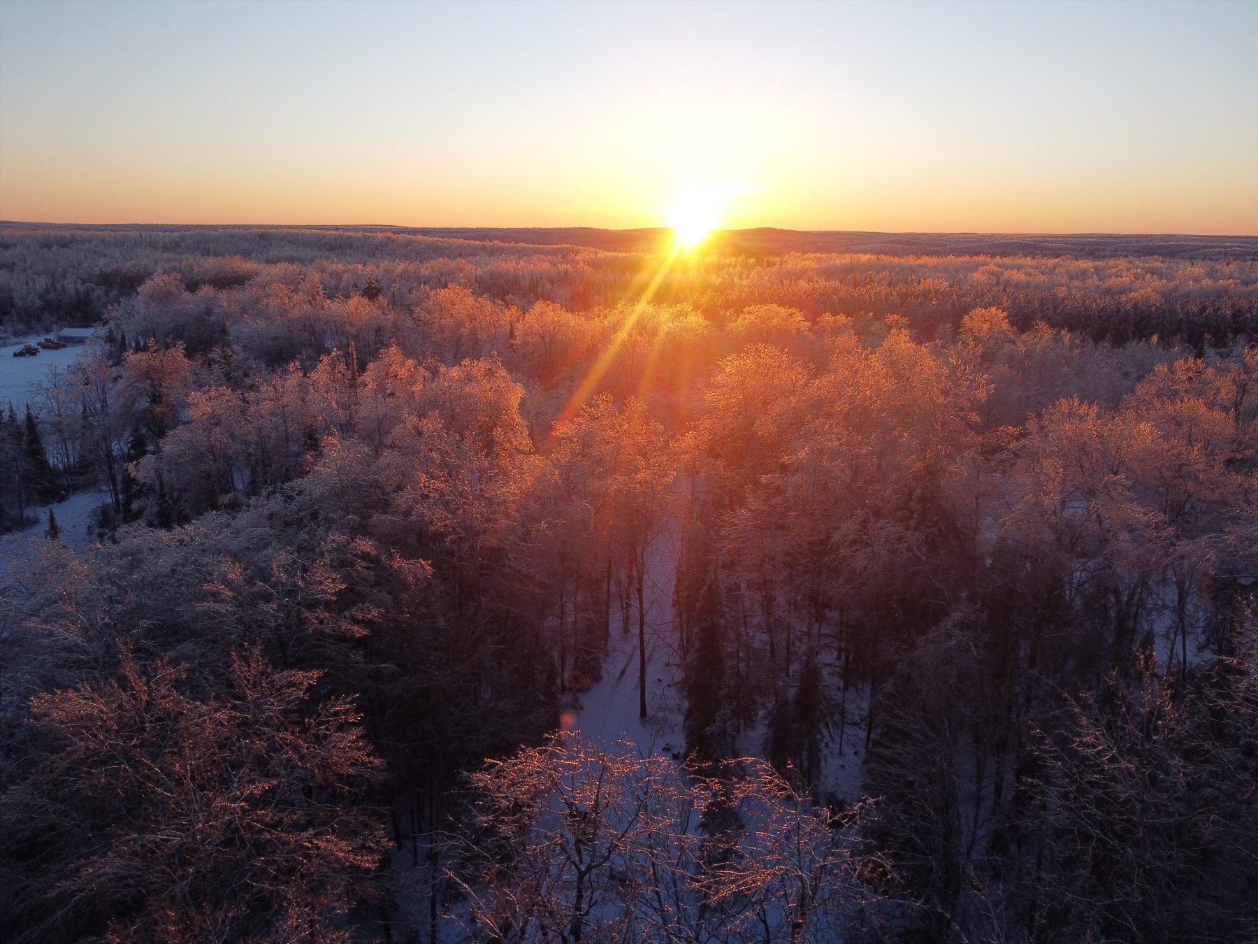 Low golden sun over a winter forest canopy