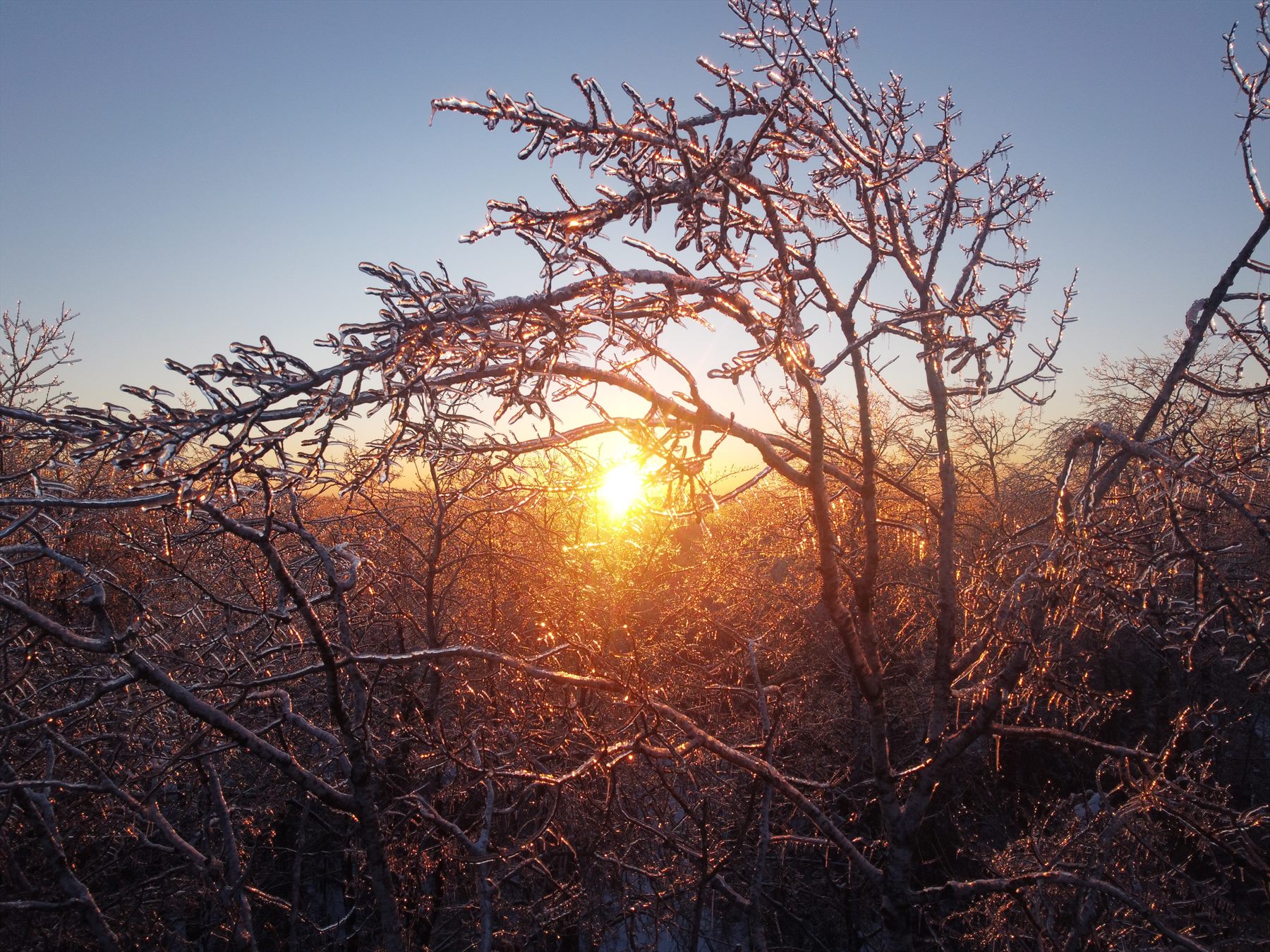 Low sun shining through bare woodland branches